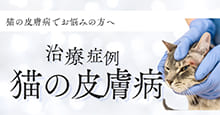 猫の皮膚病
