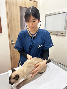 小泉　桜　獣医師