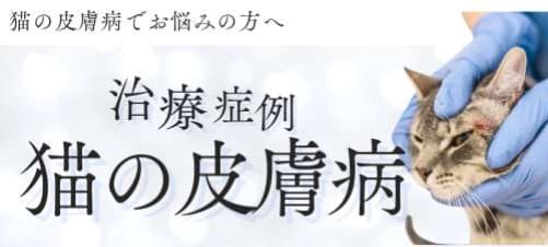 猫の皮膚病