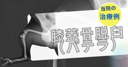 膝蓋骨脱臼(パテラ)