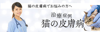 猫の皮膚病 治療症例