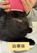 治療後のアトピー性皮膚炎の猫