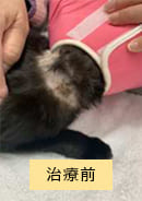 治療前のアトピー性皮膚炎の猫