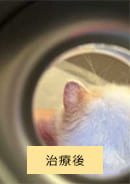 治療後のリングワーム(真菌感染)の猫