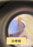 治療前のリングワーム(真菌感染)の猫